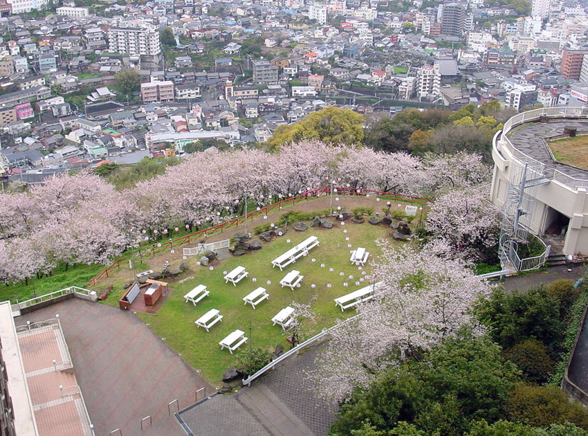 矢太樓ガーデンの桜