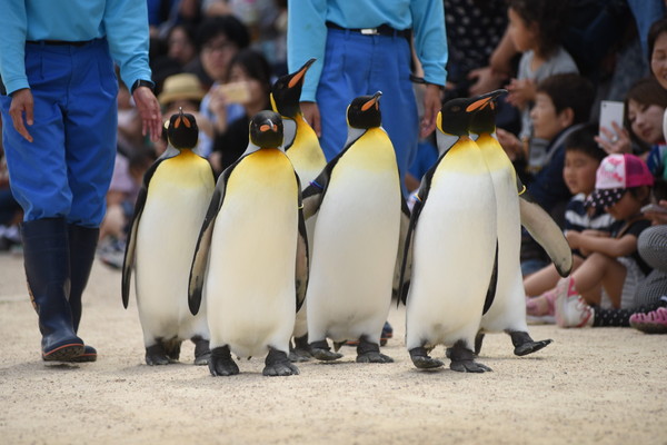長崎ペンギン水族館＿長崎市の観光スポット