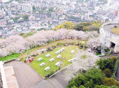 矢太樓ガーデンの桜